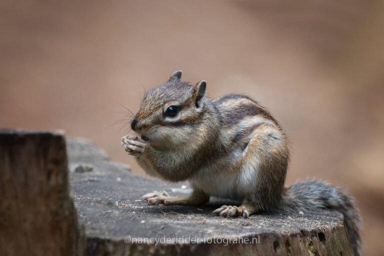 siberische grondeekhoorn, wandelbos, tilburg