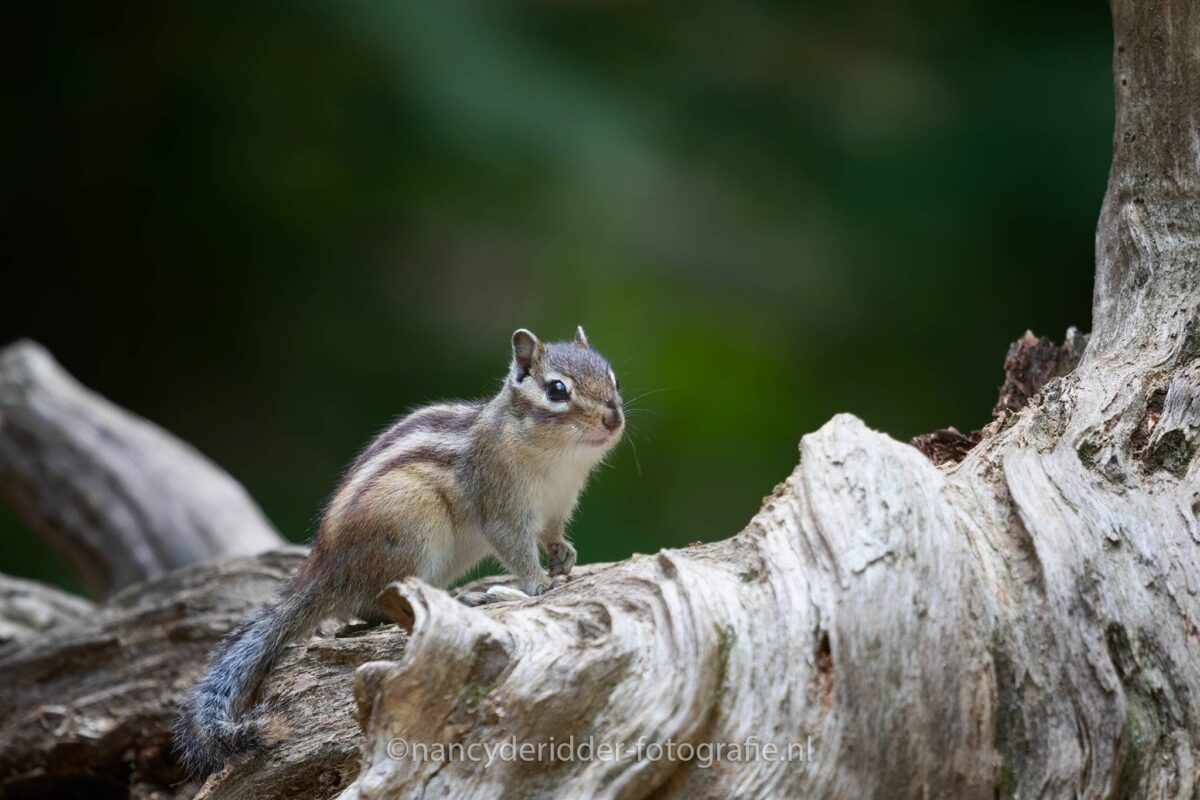 grondeekhoorns, doorkijkje, boomstam, wandelbos-tilburg