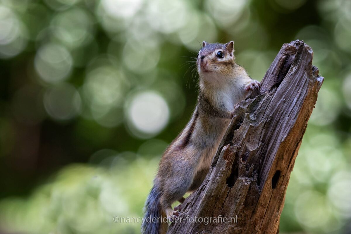 eekhoorns, Siberisch, grondeekhoorn