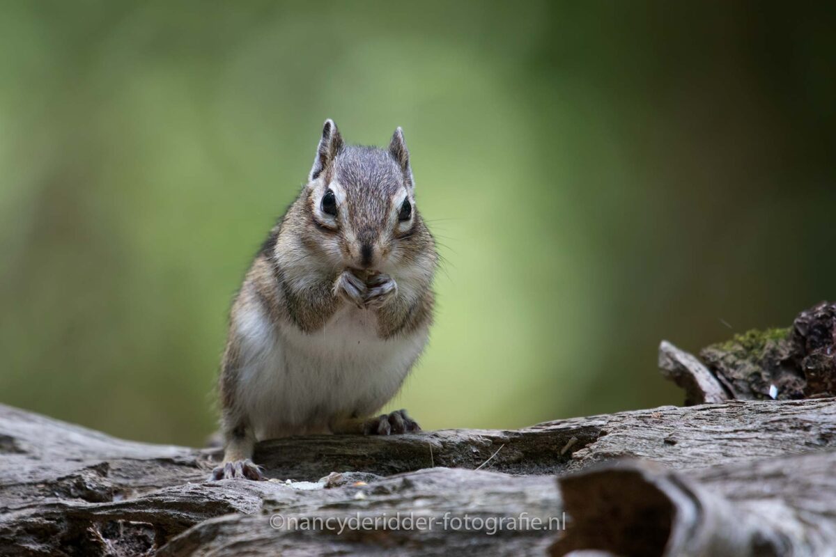 genieten, grondeekhoorns, eekhoorn, wandelbos, wildlife