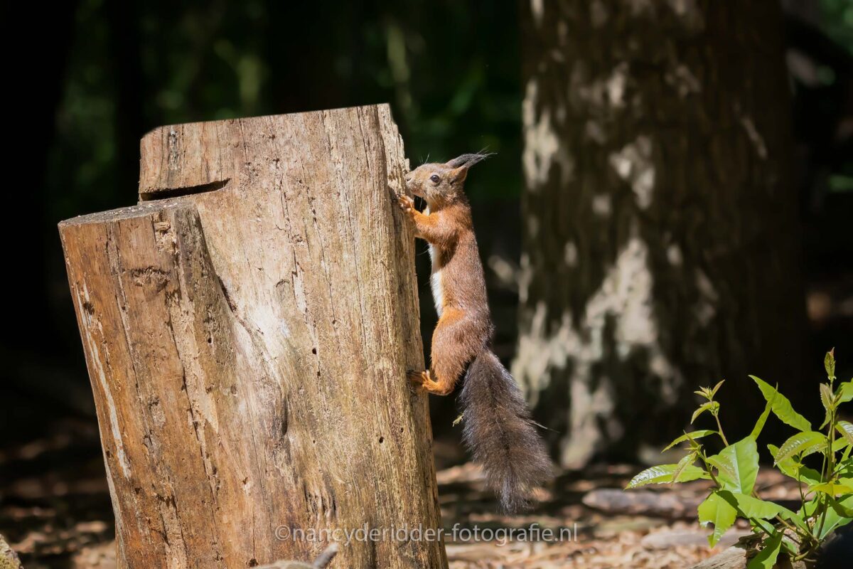 boomstronk, klimmen, eekhoorn, pluimstaart
