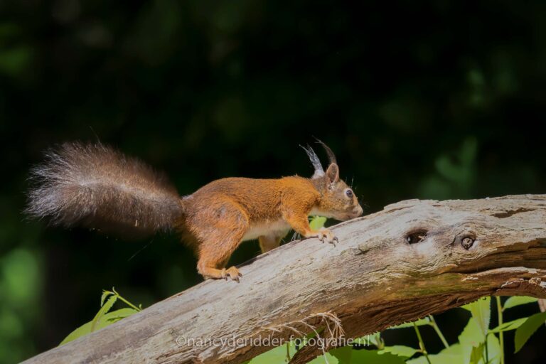 eekhoorns, rode-eekhoorn, boomtak, wandelbos, pluimstaart