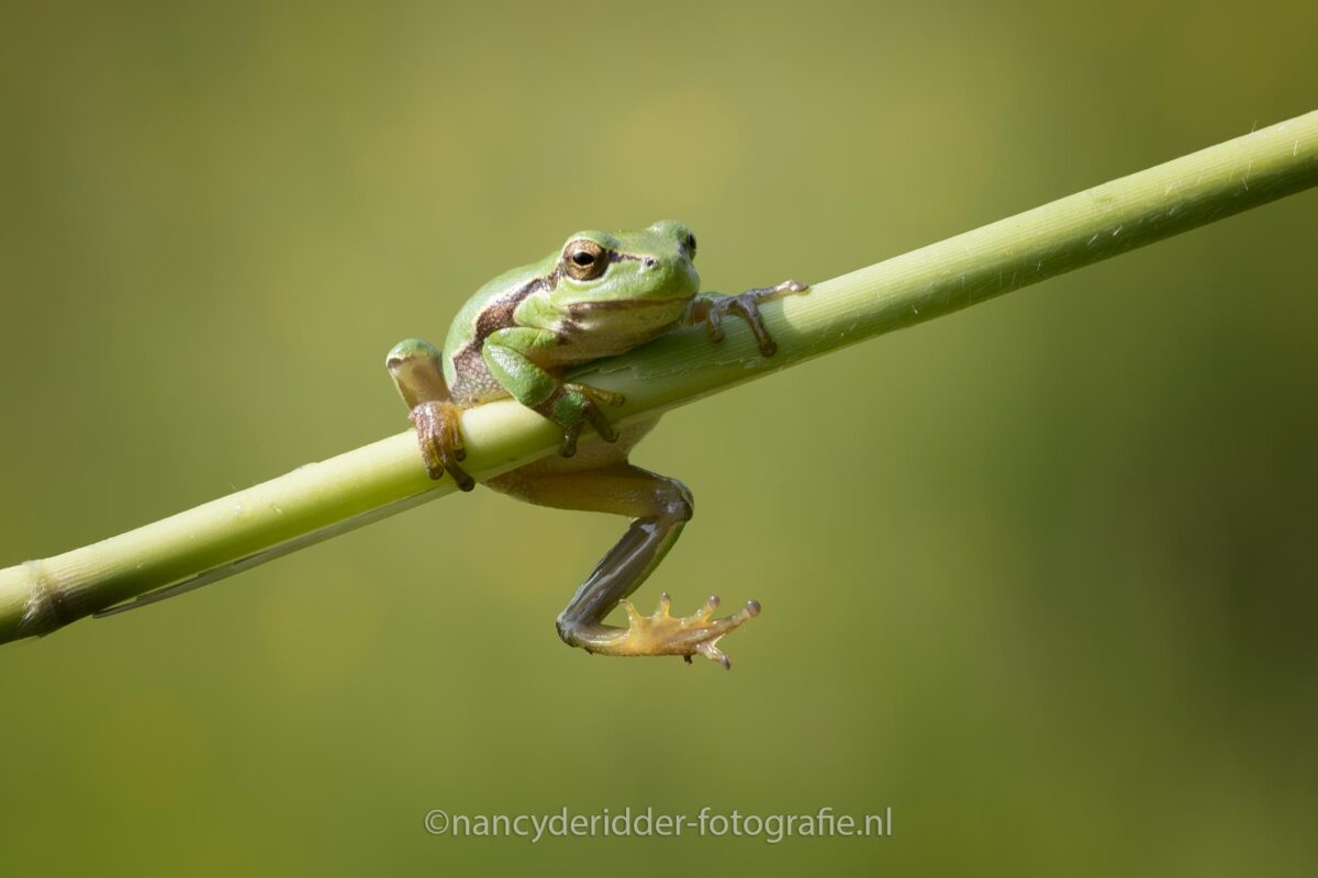 boomkikker, klimmen, natuur, beschermde-diersoort