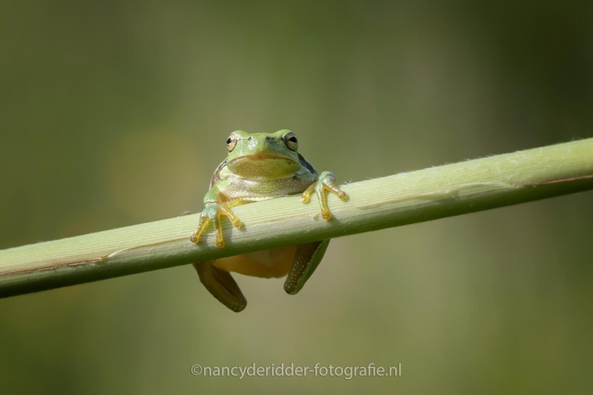 boomkikker, klimmen, natuur, beschermde-diersoort