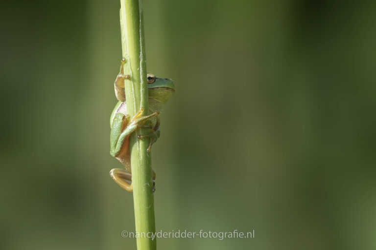 boomkikkers, wildlife, klimmen, natuur, beschermde-diersoort