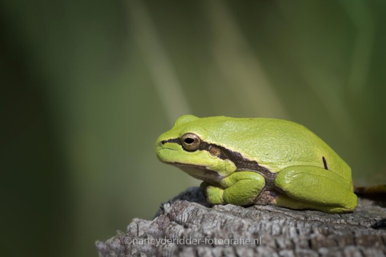 boomkikker, klimmen, natuur, beschermde-diersoort
