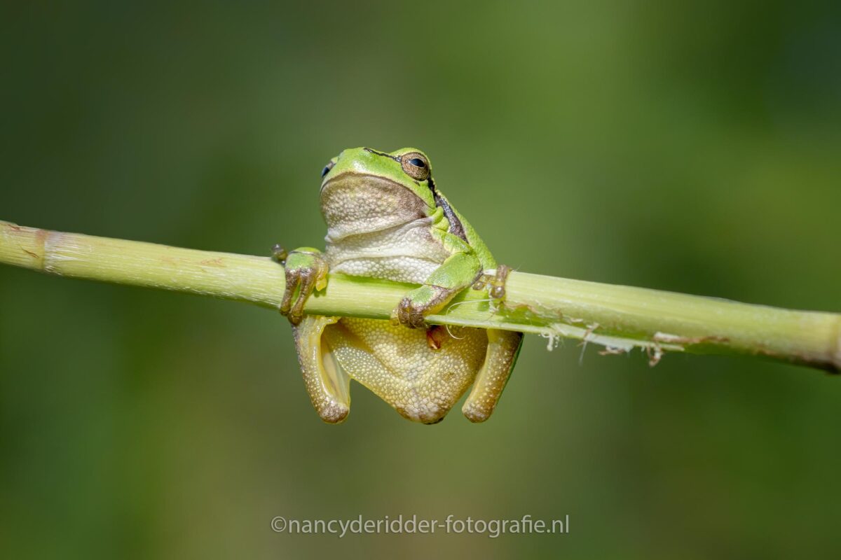 boomkikkers, macrofotografie