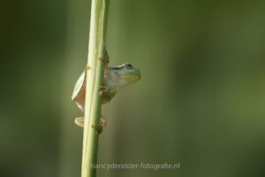 boomkikker, klimmen, natuur, beschermde-diersoort