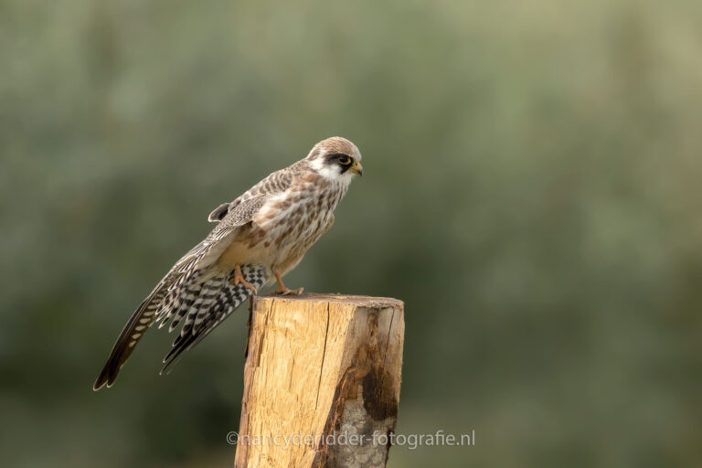 veren, vleugels, roodpootvalk, rhoonse-grienden