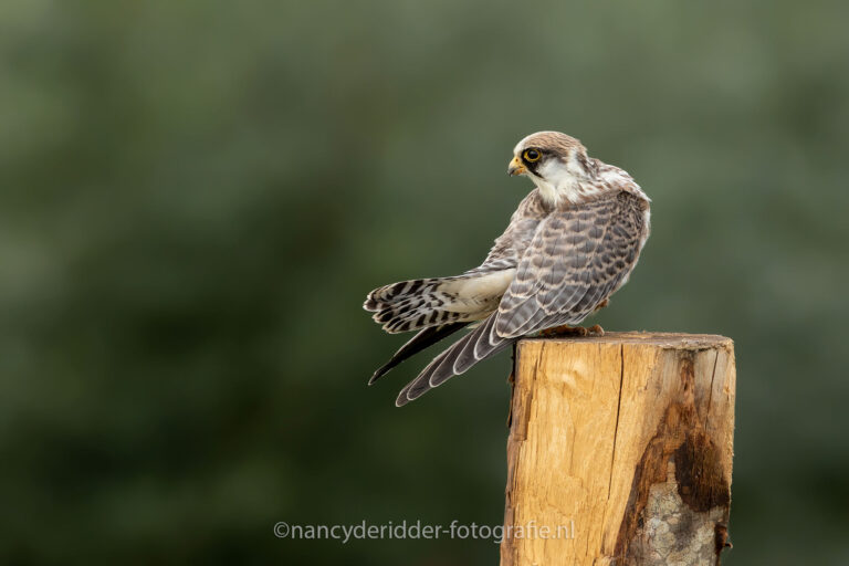 roodpootvalk, poetsen, falcon, rhoon