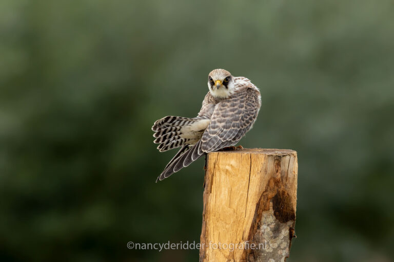roodpootvalk, roofvogel, vrije-natuur, wildlife