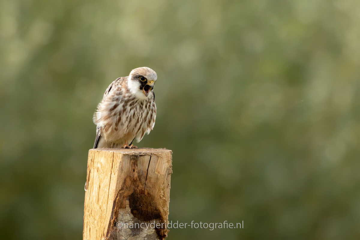 braakbal, valk, roodpootvalk