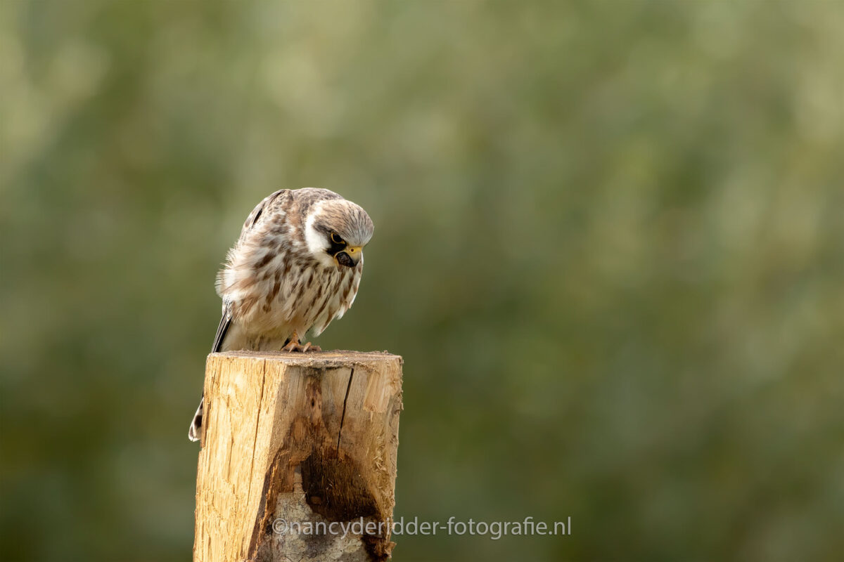 braakbal, valk, roodpootvalk