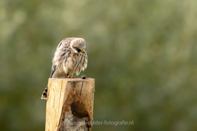 roodpootvalk, krabt, rhoonse-grienden