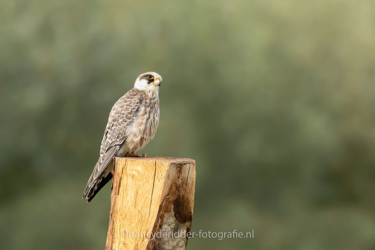 alert, roodpootvalk, dreigend, gevaar