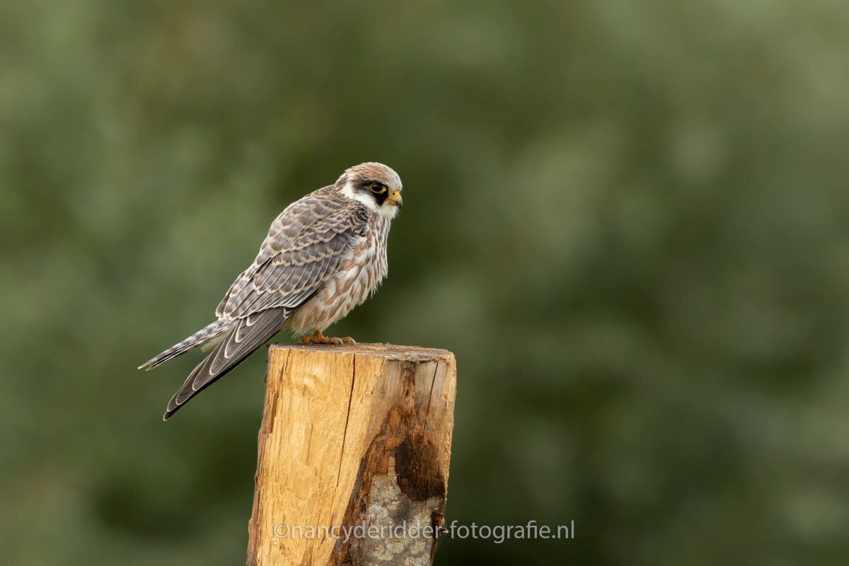 verenkleed, roodpootvalk, doortocht