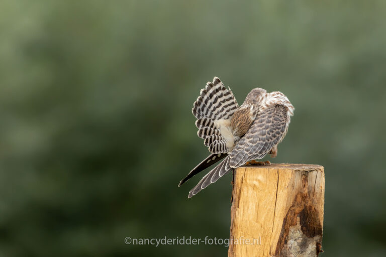 poetsen, vleugels, roodpootvalk