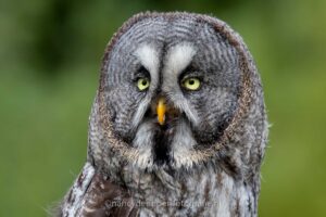 laplanduil, close, ronde-kop