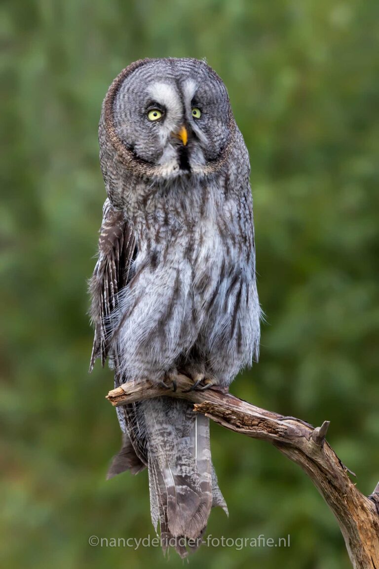 Laplanduil, grote-uil, vol-ornaat, uilensoort