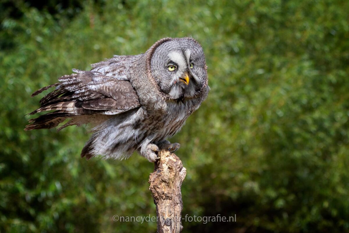 laplanduil, landing, natuur, uilensoort