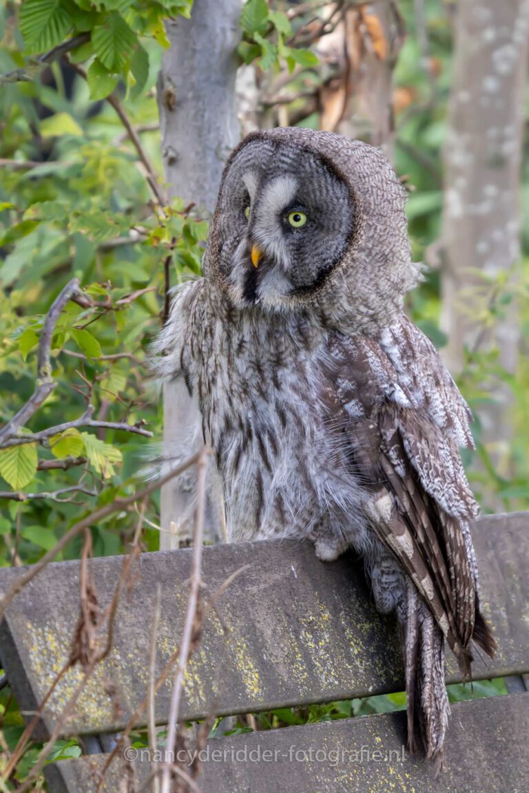laplanduil, bankje, natuur, uilensoort
