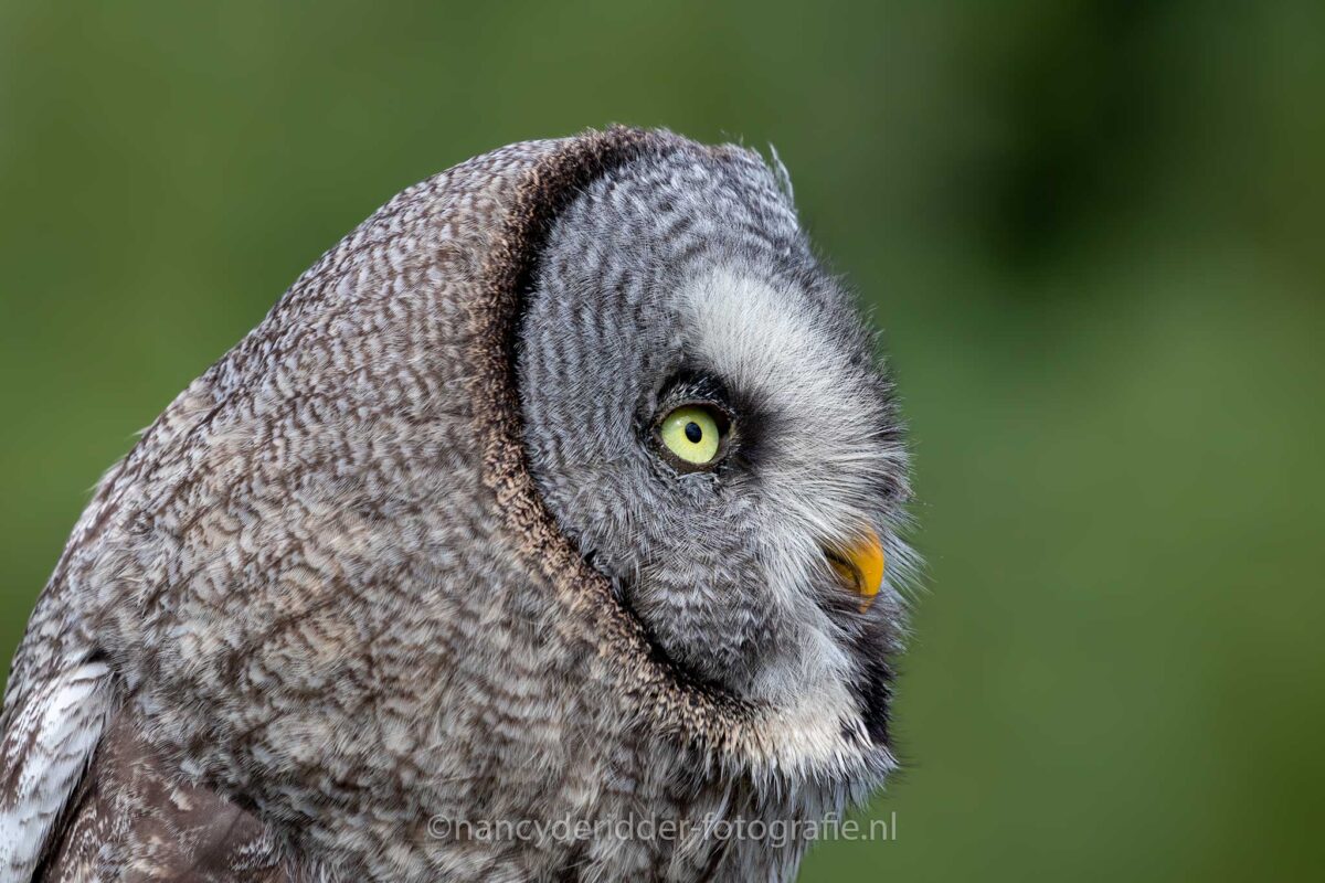 laplanduil, platte-kop, uilensoort