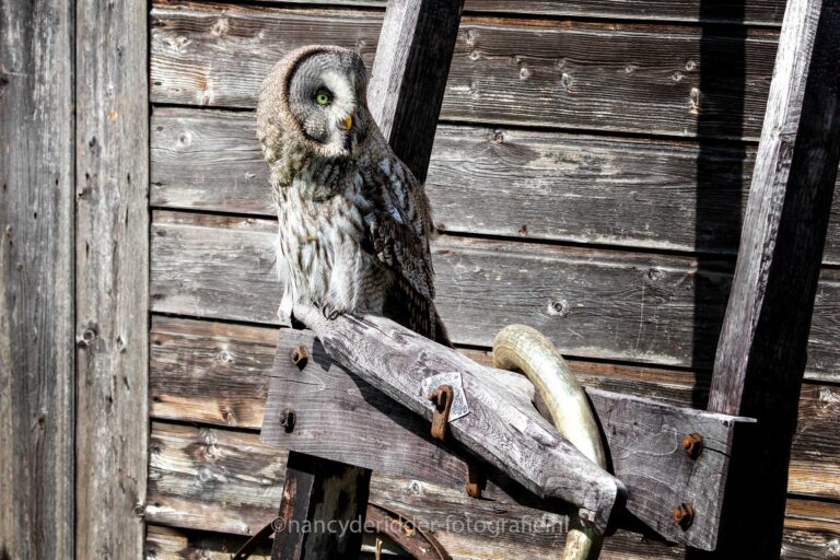 lamlanduil, houten-schuur, beschut, camouflage