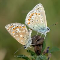 vlinders, heideblauwtjes, blauwtjes, paring