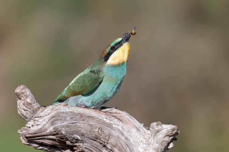 Bijeneter, wespenvanger, diverse-vogels, natuurfotografie
