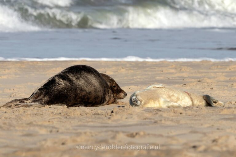 afscheid, zeehonden, zee, strand