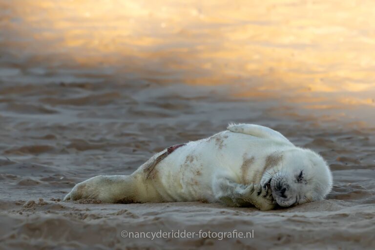 duimen, baby, zeehond, zeehonden, pup