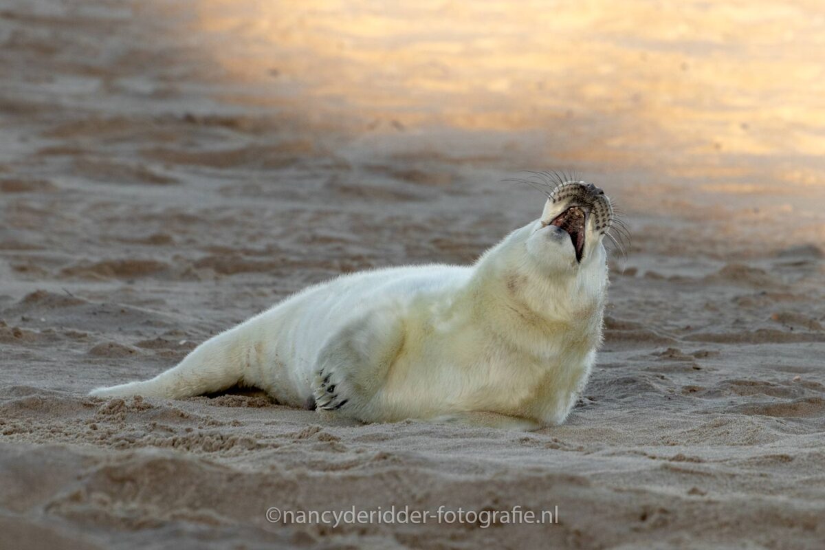honger, huilen, baby, pup, zeehonden, strand, ouddorp
