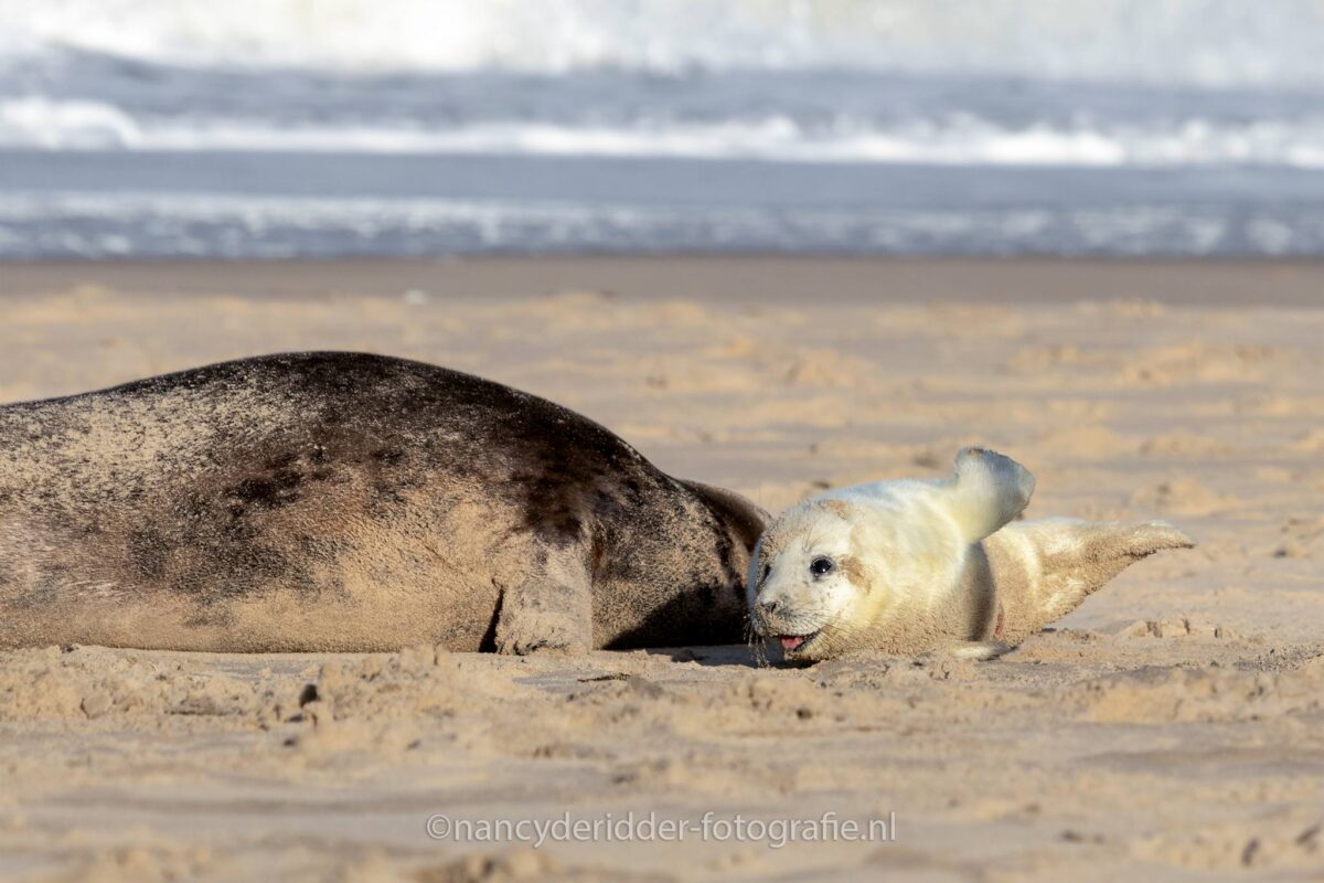 spelen, genieten, zeehonden, strand, ouddorp