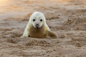 zeehonden, pup, strand, Nederland, Ouddorp