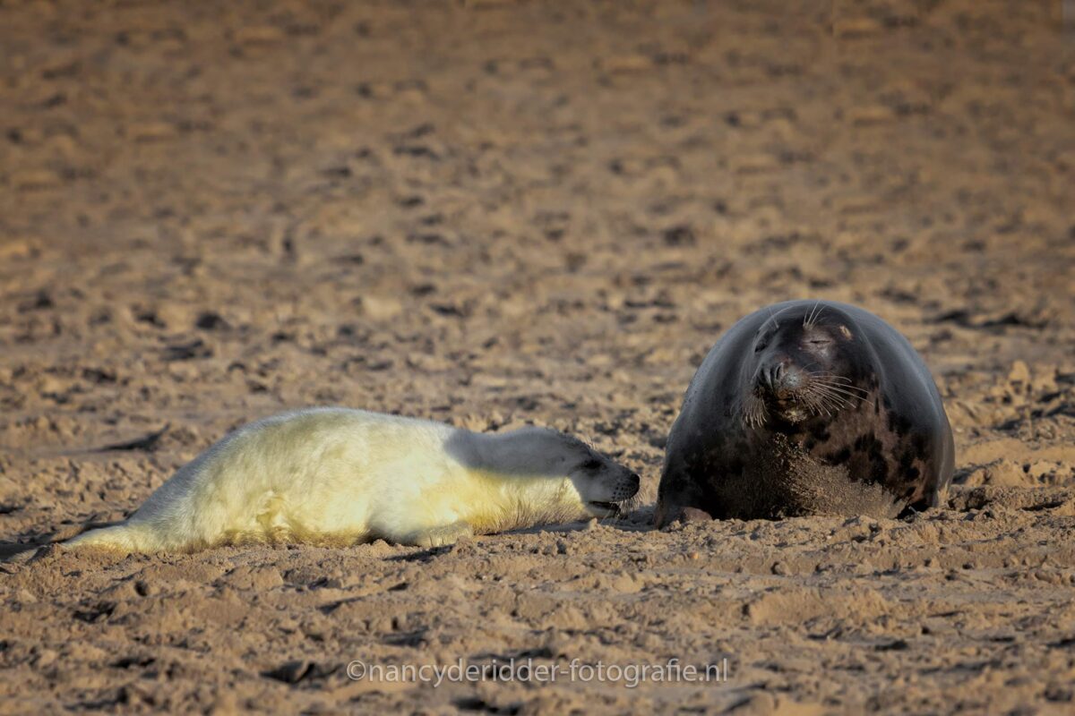 samen, zeehonden, moeder-en-kind, zeehonden