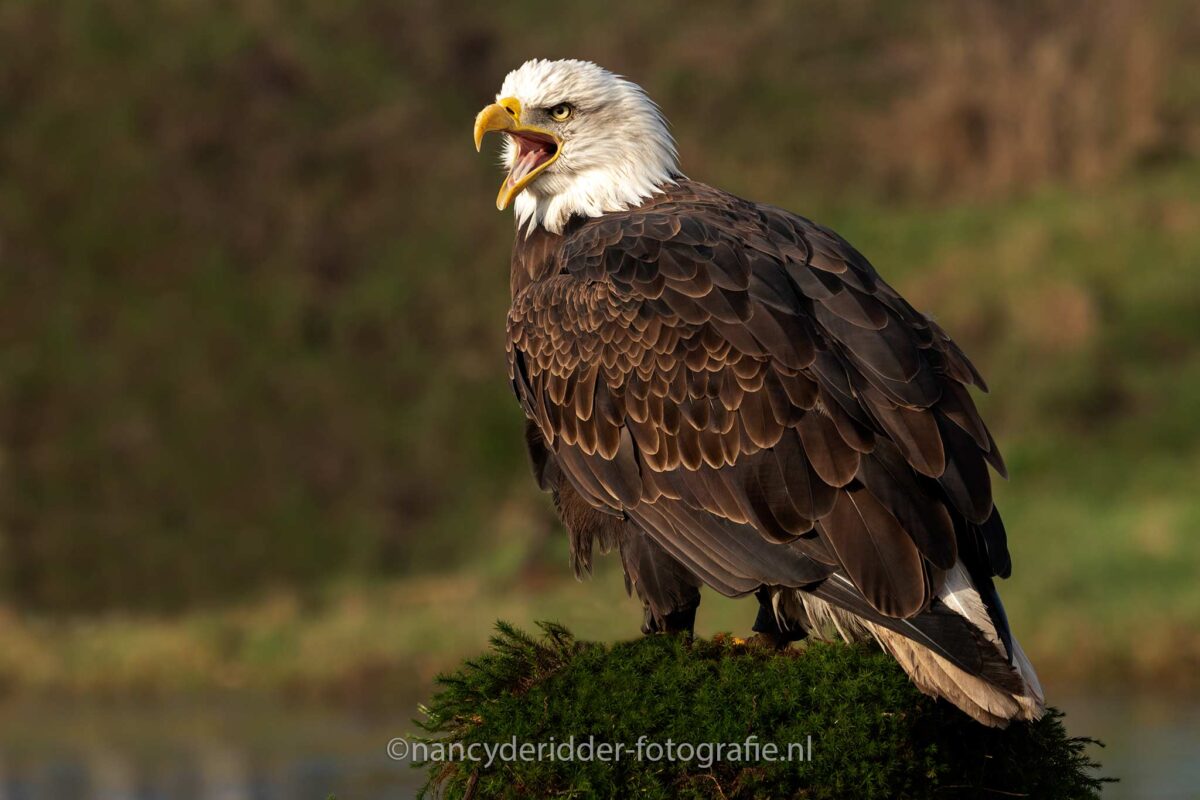 zeearend, roofvogels, roofvogel, Amerikaanse-zeearend, witte kop, gele-snavel
