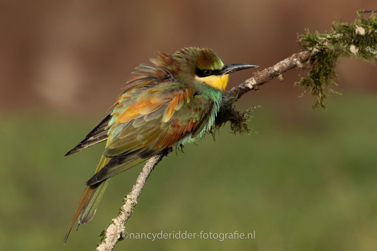 bijeneter, kleurtjes, veren, valkroofvogels