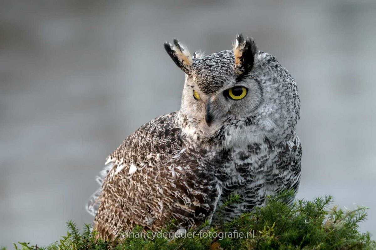 canadese-oehoe, oehoe, uilen, uilensoort