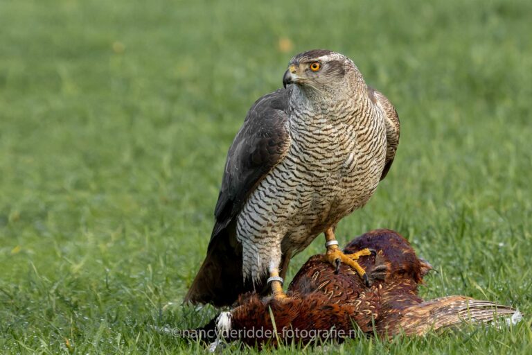 havik-met-prooi, fazant, havik, roofvogels