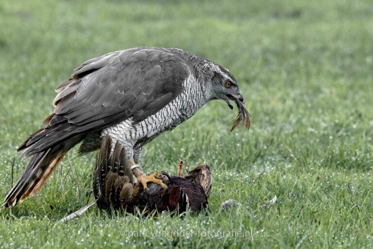 havik-met-prooi, fazant, havik, roofvogels