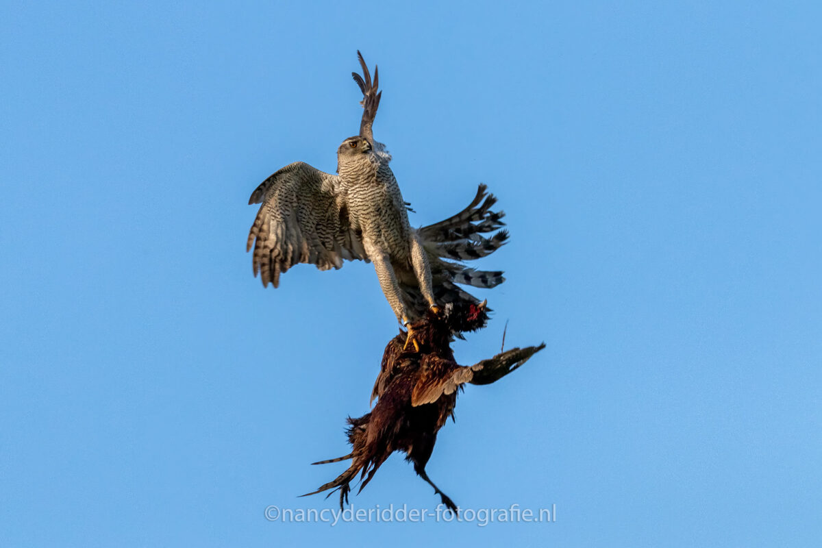 havik, prooi, fazant, roofvogels