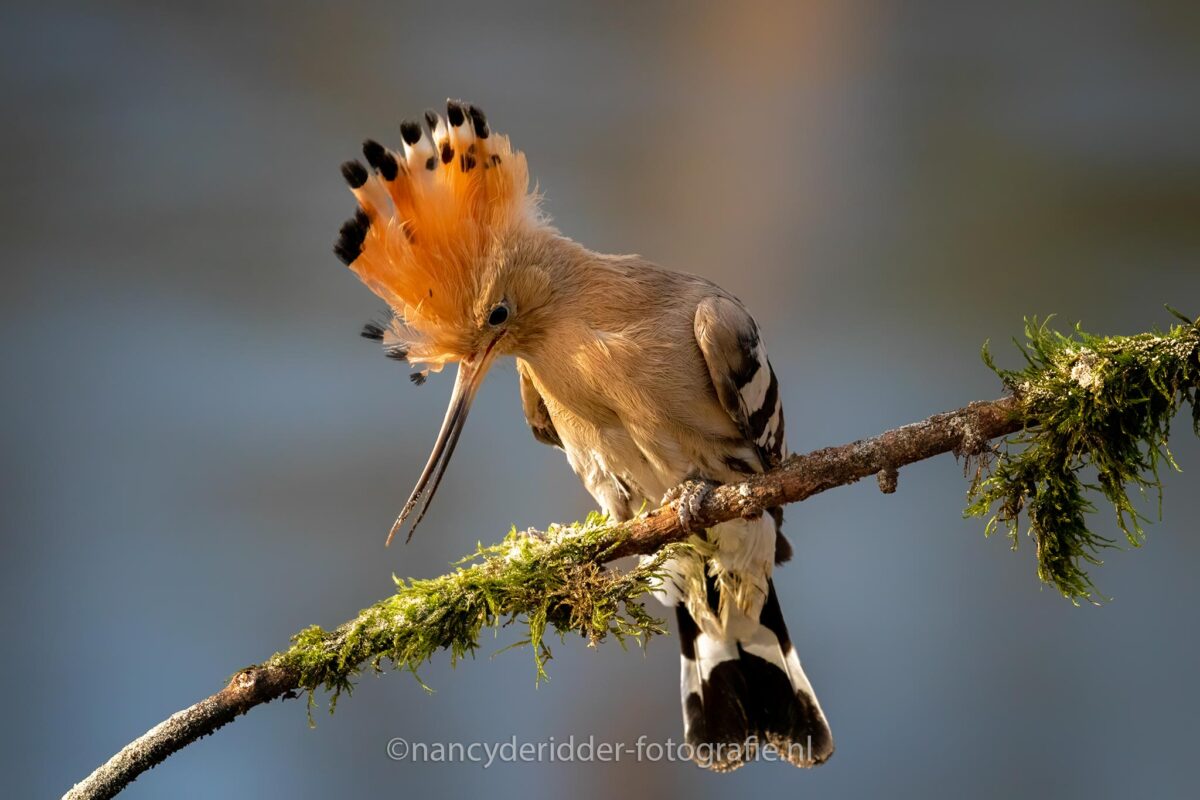 hop, vogel, valkroofvogels, kuif