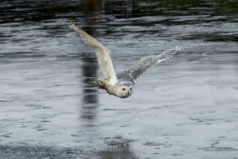 sneeuwuil, laagvliegend, roofvogels