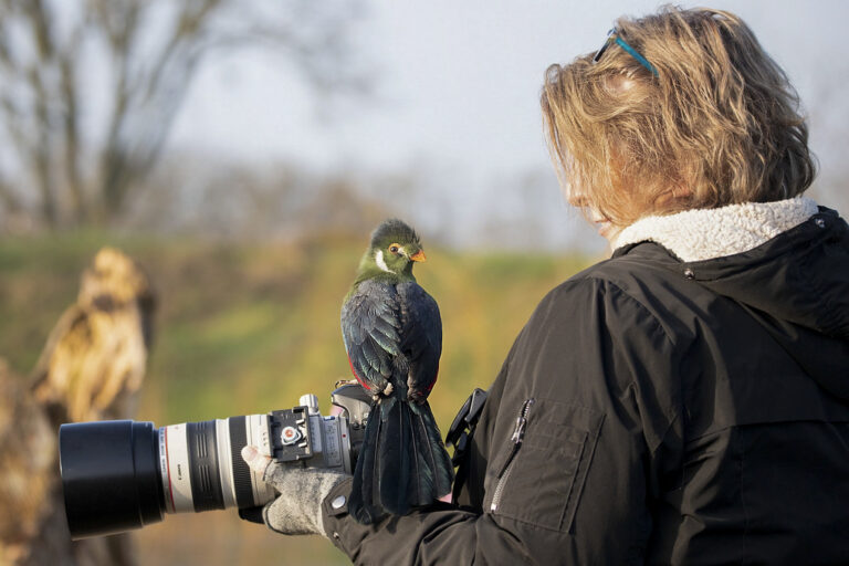 toerako, camera, canon, vogelhut, roofvogels, nancy