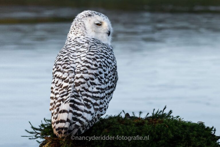 sneeuwuil, arrogantie, roofvogels, sneeuw
