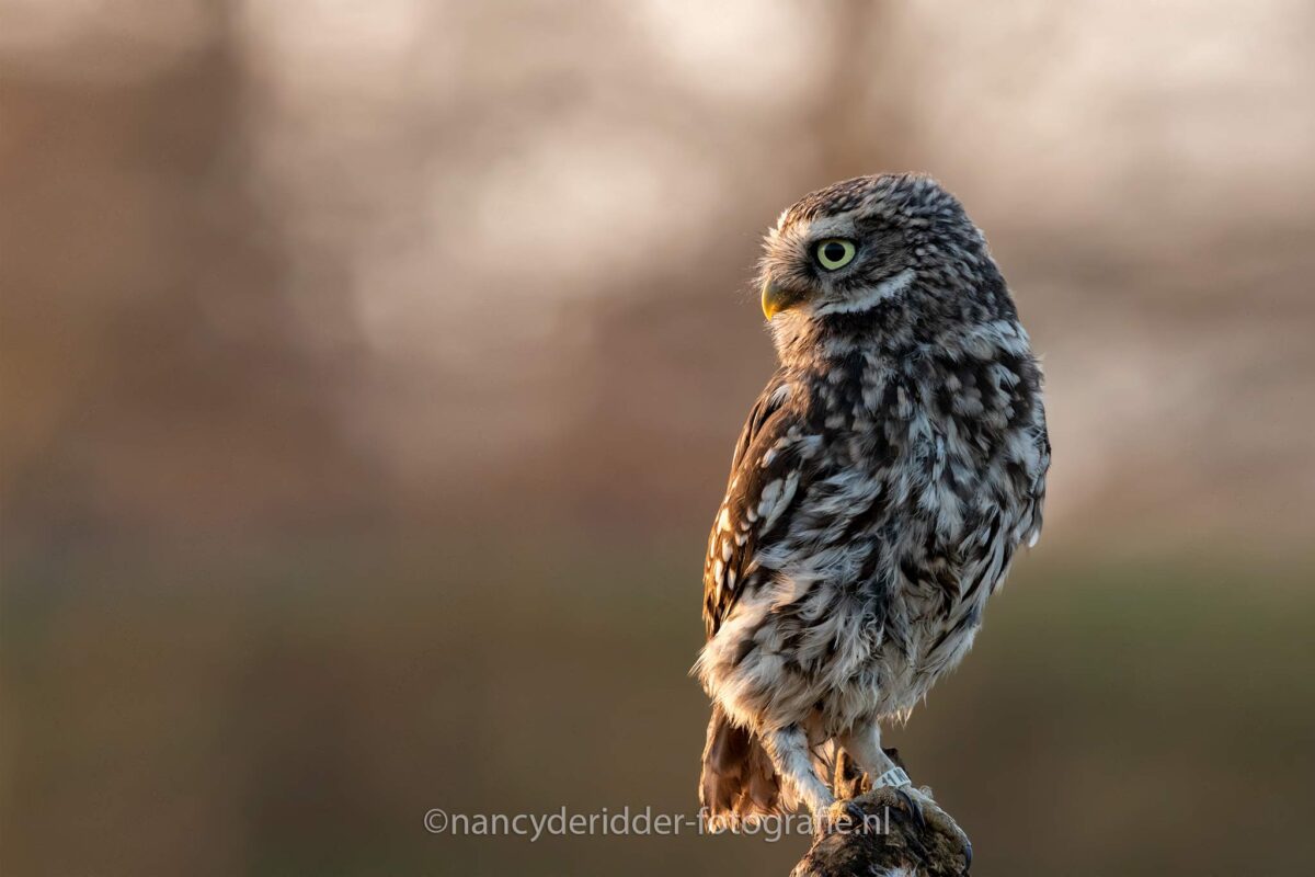 steenuil, roofvogel, avondzon, bokeh, valkroofvogels, zonsondergang