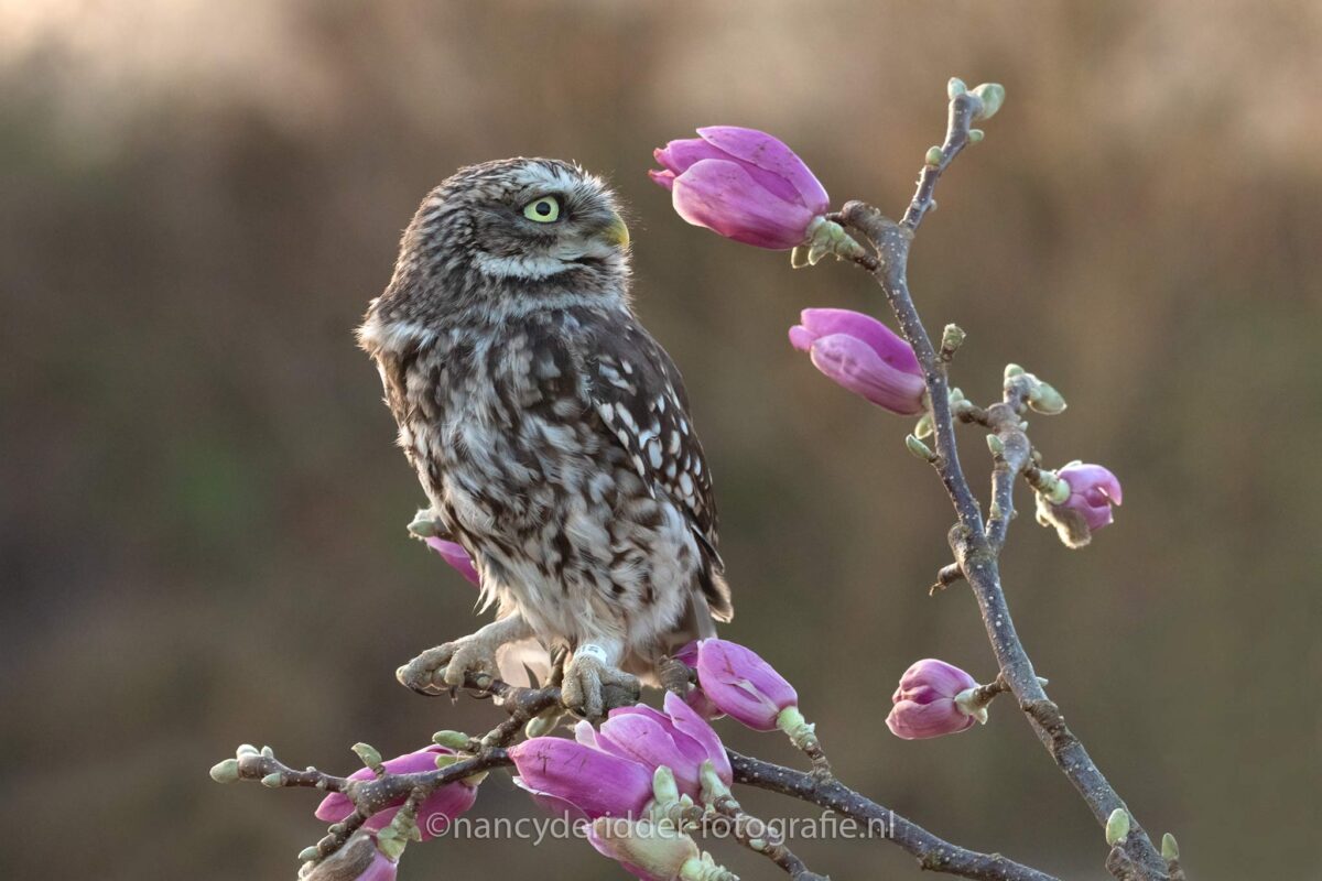 steenuil, magnolia, avondzon, bokeh