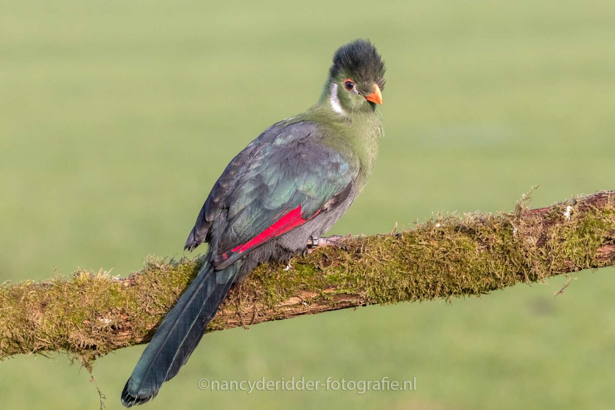 Toerako, roofvogels, wimpers, nieuwe-aanwinst