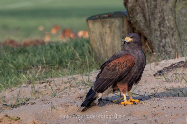woestijbuizerd, roofvogels, roofvogels, buizerd, valkroofvogels