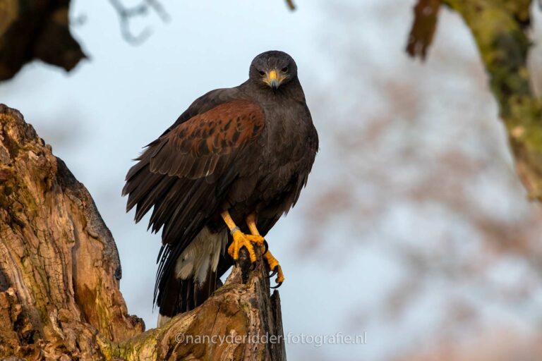 woestijbuizerd, roofvogels, roofvogels, buizerd, valkroofvogels